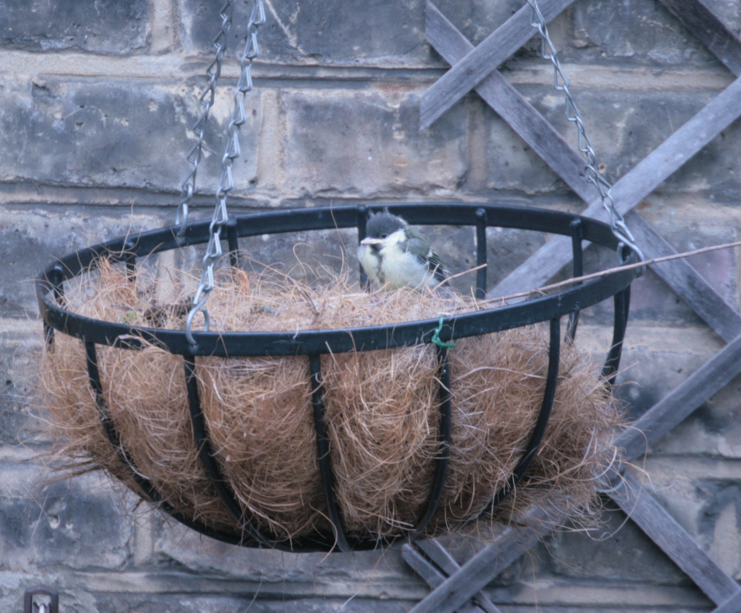 coal tit- chick- first flight- photo by justin bere.jpg